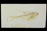 Bargain, Diplomystus Fossil Fish - Wyoming #100587-1